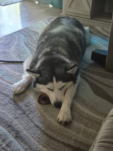 Customer photo review of Smoked Beef Marrow Bone