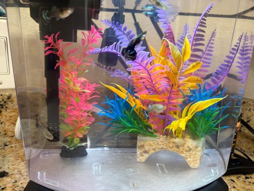 Customer photo review of Purple Ivory Mosaic Guppy Fish