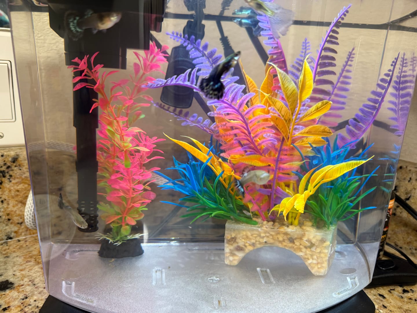 Customer photo review of Purple Ivory Mosaic Guppy Fish