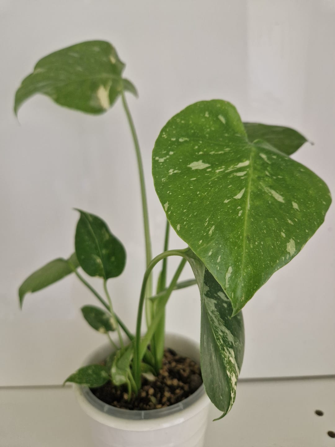 Customer photo review of MONSTERA THAI CONSTELLATION