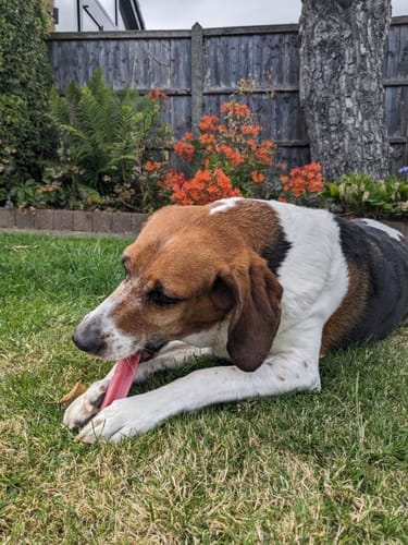 Customer photo review of Himalyan yak chew Bulk buy