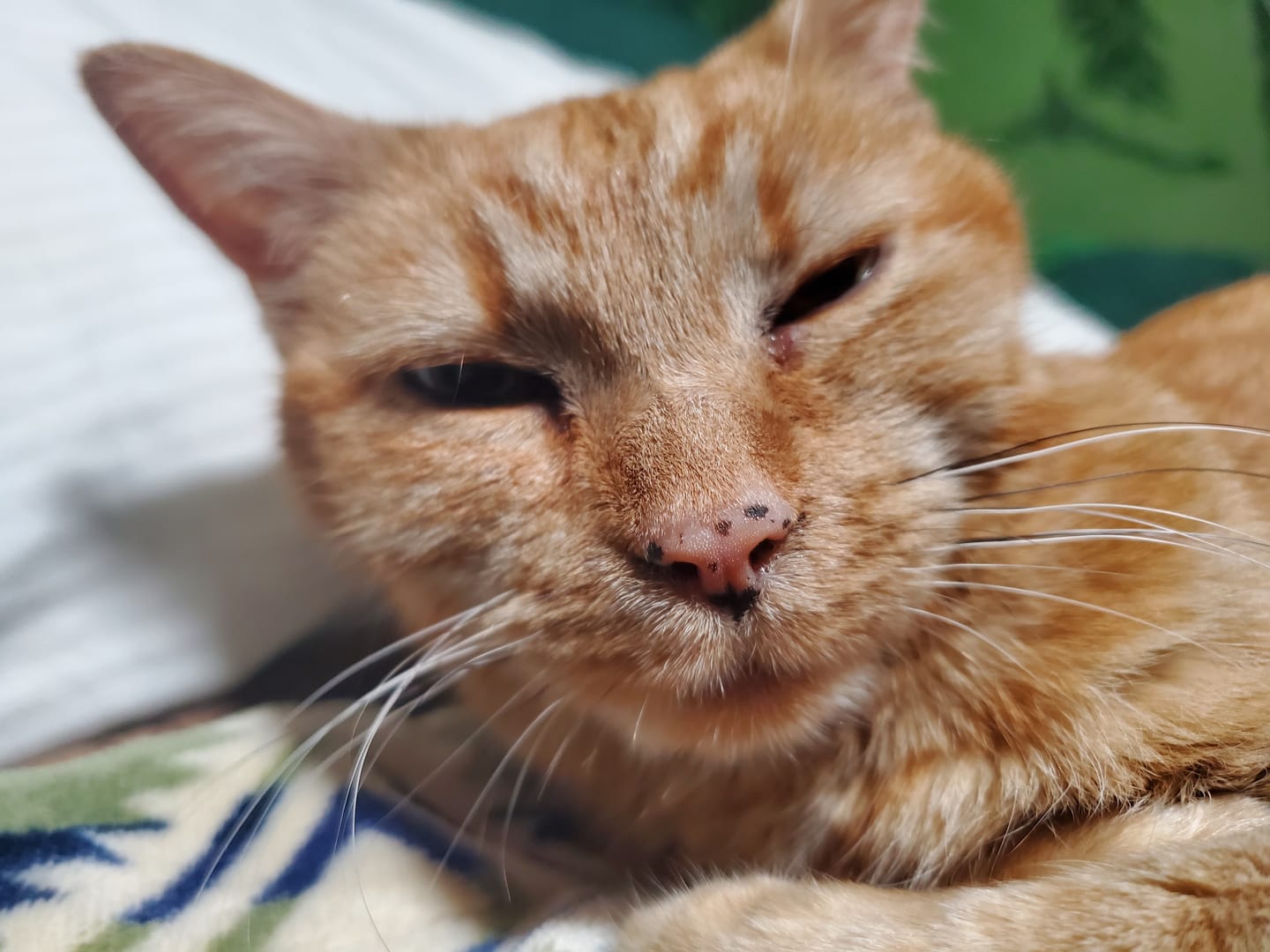 Customer photo review of Cat Weight Gain + Hyperthyroidism Support Remedy