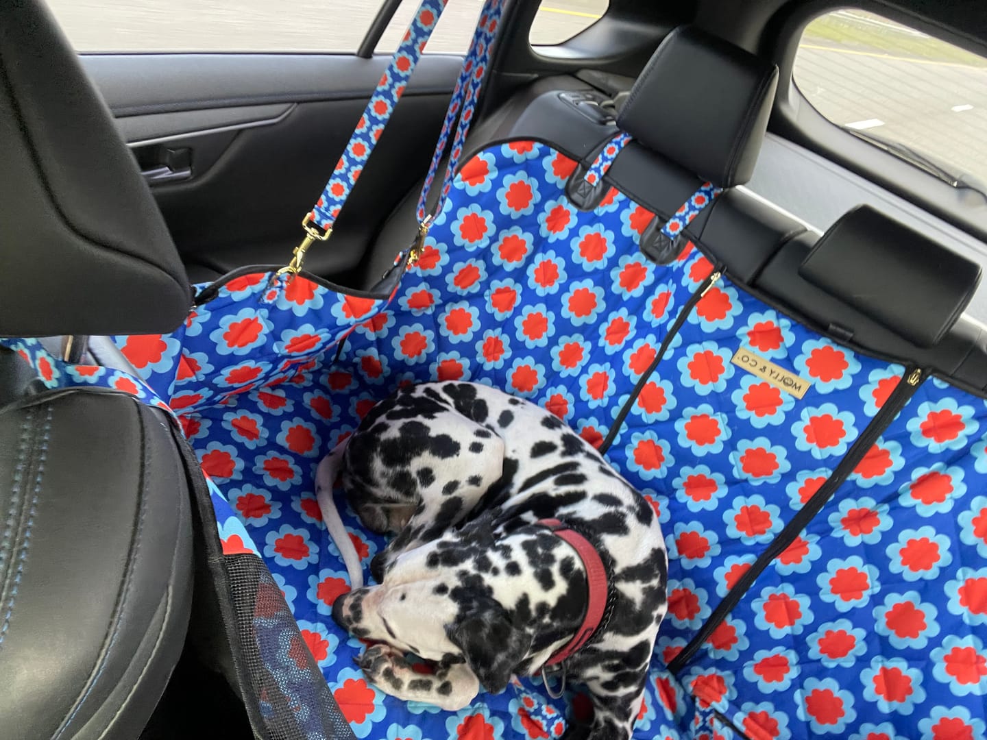 Customer photo review of Sorrento - Dog Car Seat Cover
