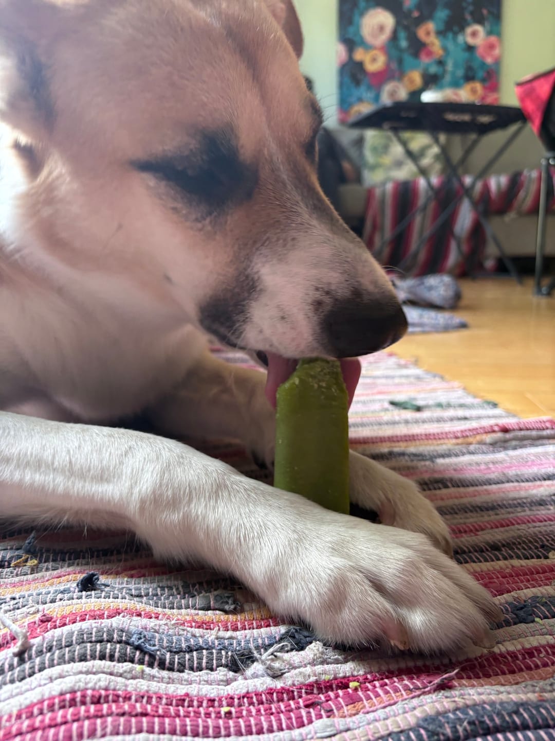 Customer photo review of Mint Himalayan Yak Chew (MEDIUM)