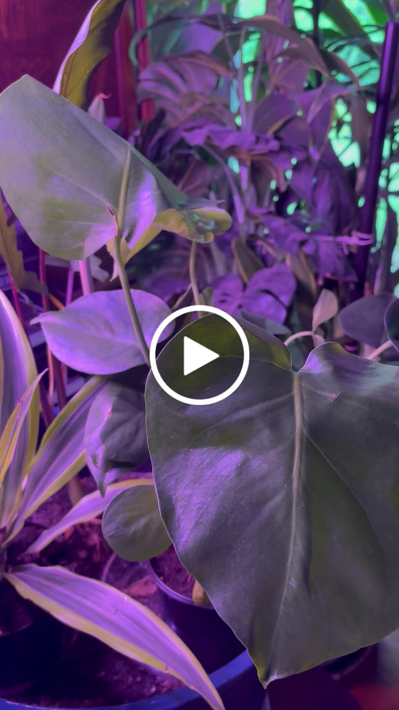 Customer video review of Monstera Deliciousa Live Indoor Plant, Easy Care Low Light Houseplant, Air Purifier Monstera Gift Plant Mother's Day Pet Friendly Plant