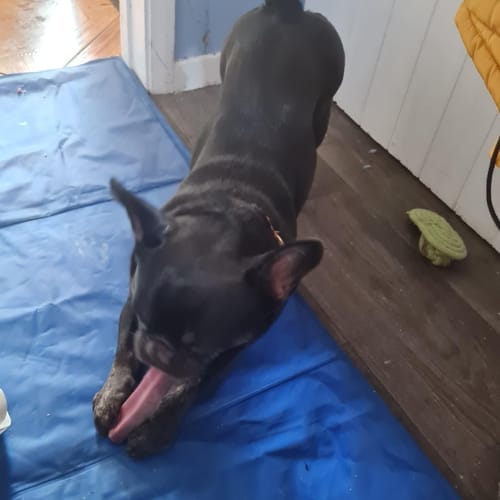 Customer photo review of Himalyan yak chew Bulk buy