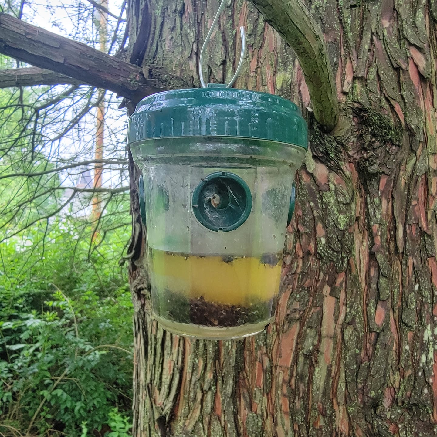 Customer photo review of Mosquito TNT 2.0
