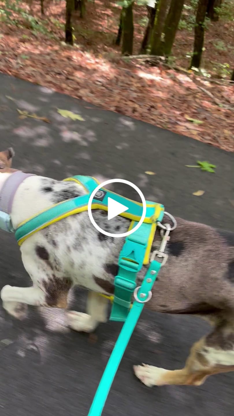 Customer video review of Slip on Harness | Foam Padded - Turquoise x Yellow