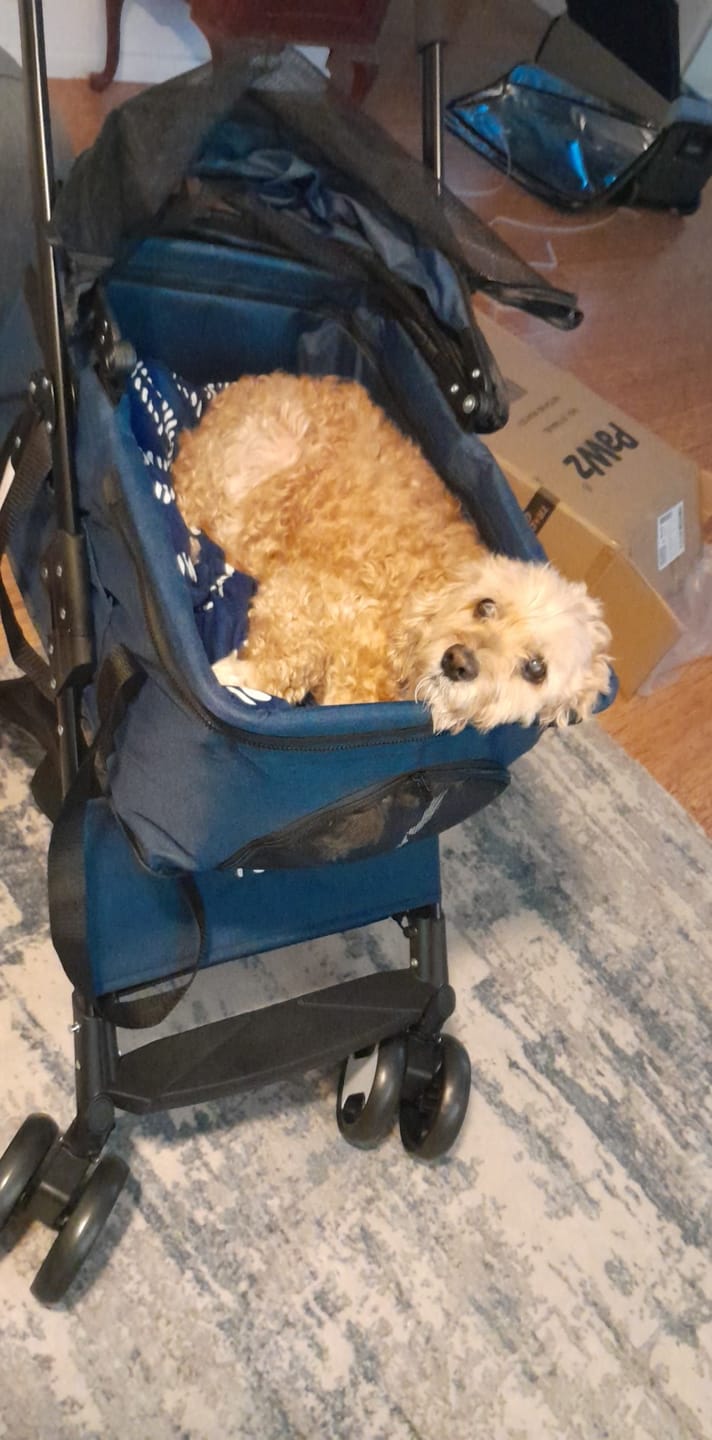 Customer photo review of PaWz Large Dog Stroller Cruiser