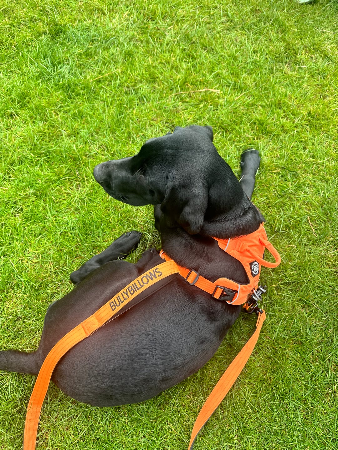 Customer photo review of 1.4m Swivel Combat Lead | Anti-Tangle & Secure Clip - Orange