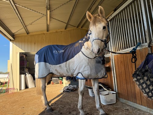 Customer photo review of Rambo Autumn Series Turnout