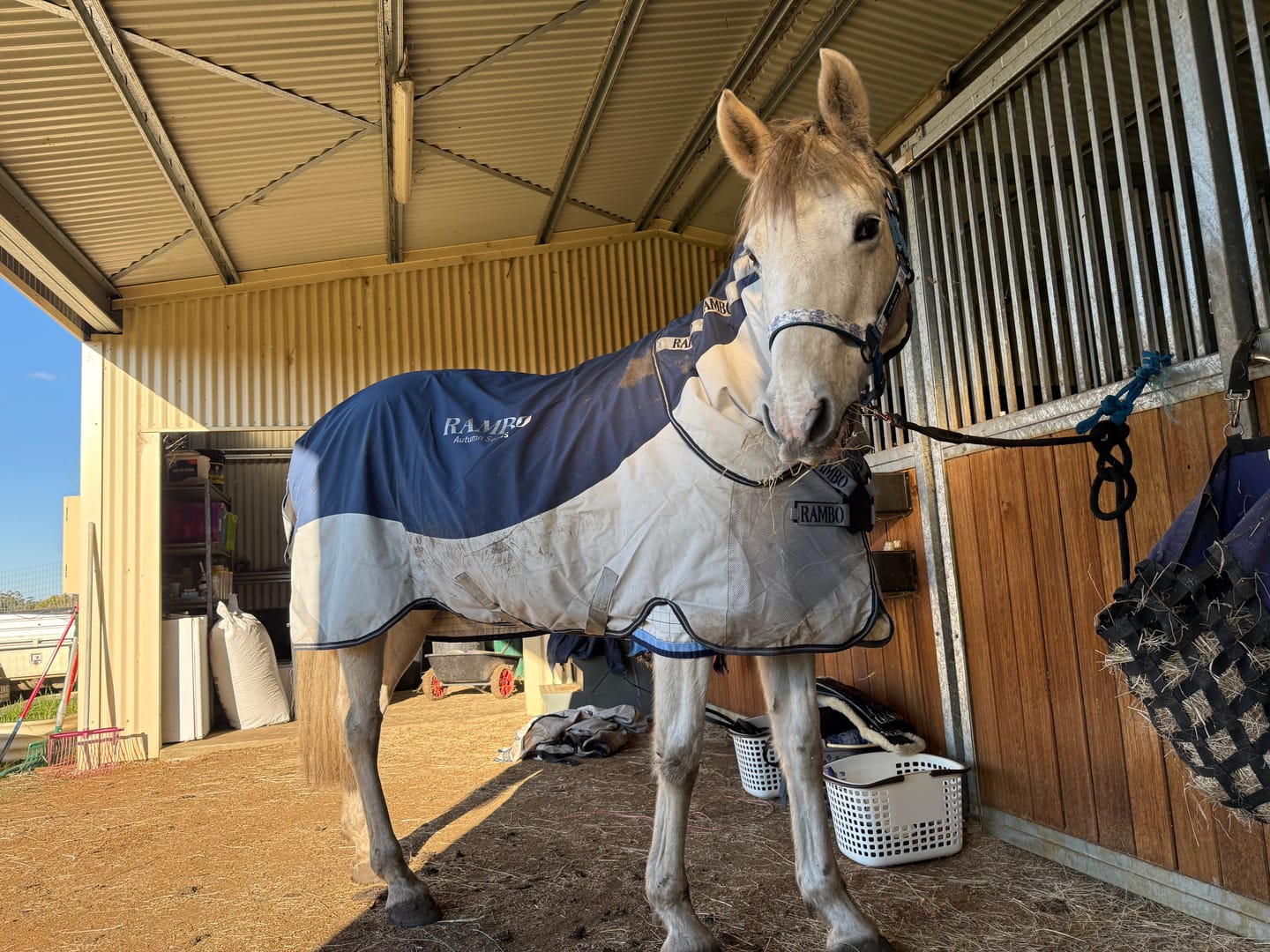 Customer photo review of Rambo Autumn Series Turnout