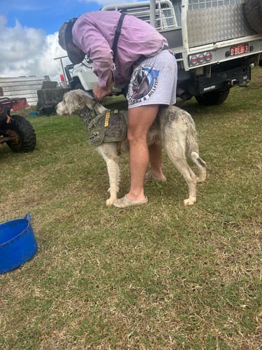 Customer photo review of 🔥NEW🔥 Boars, Barra & Billfish Footy Shorts - WITH POCKETS