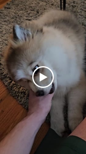 Customer video review of Blueberry Yak Chews
