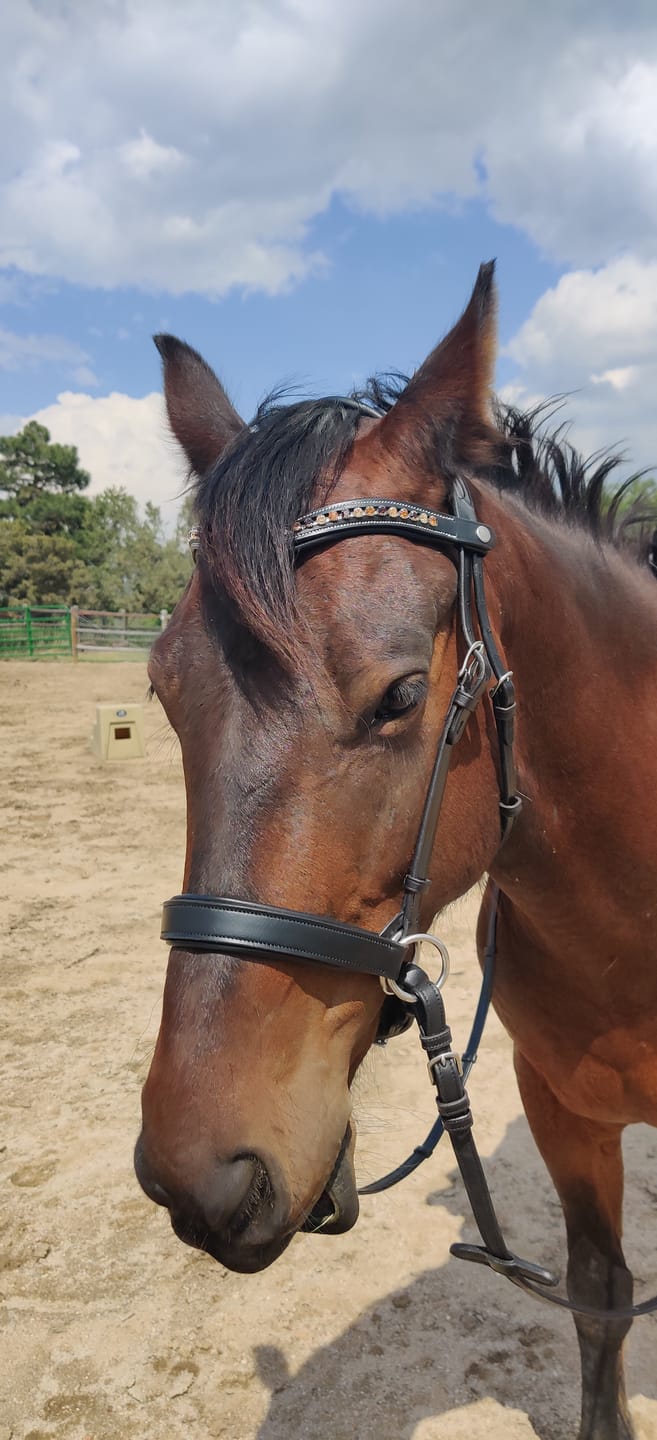 Customer photo review of Western Charm Snap-Out Browband