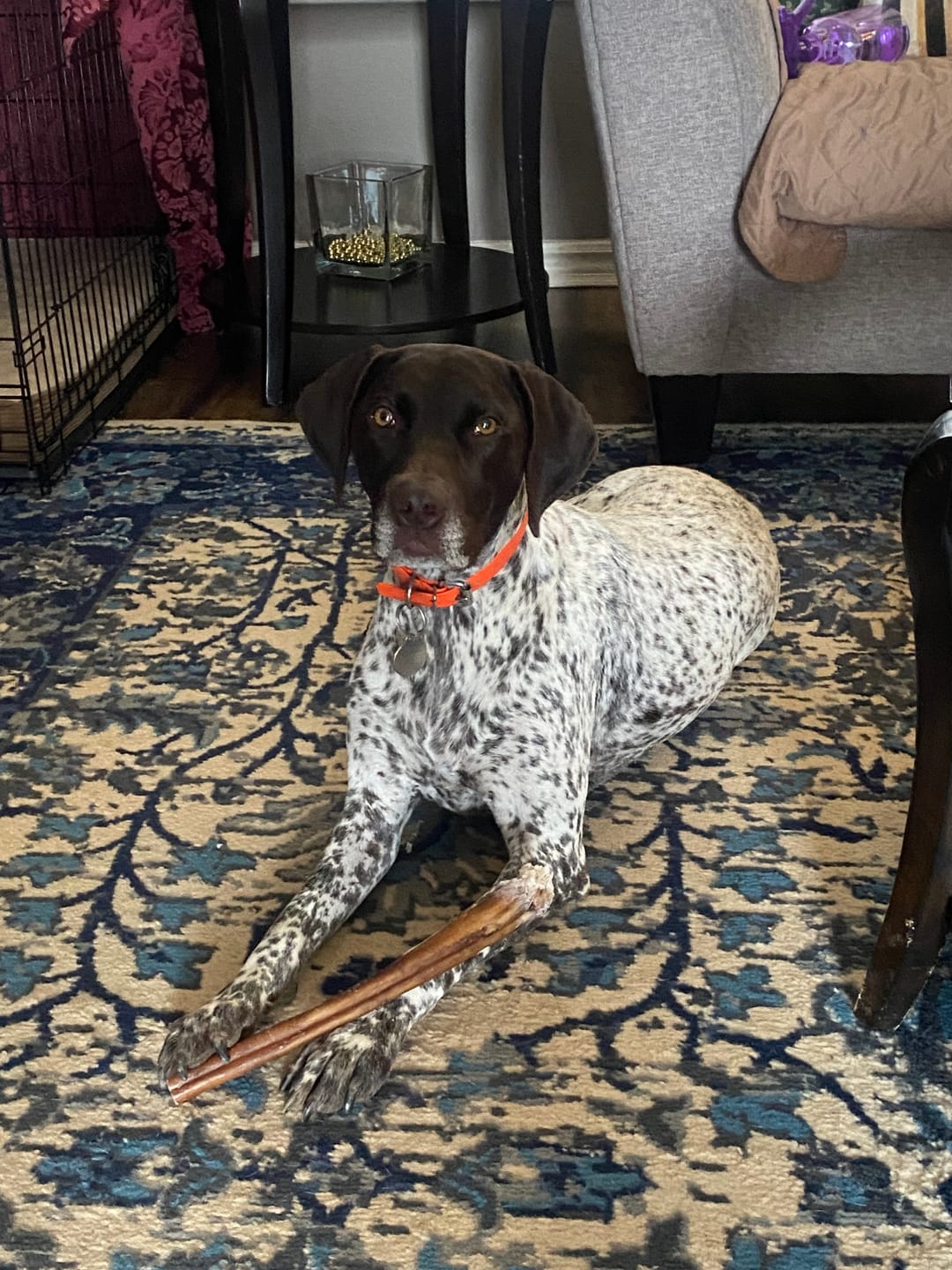 Customer photo review of Himalayan Yak Chew (MEDIUM)