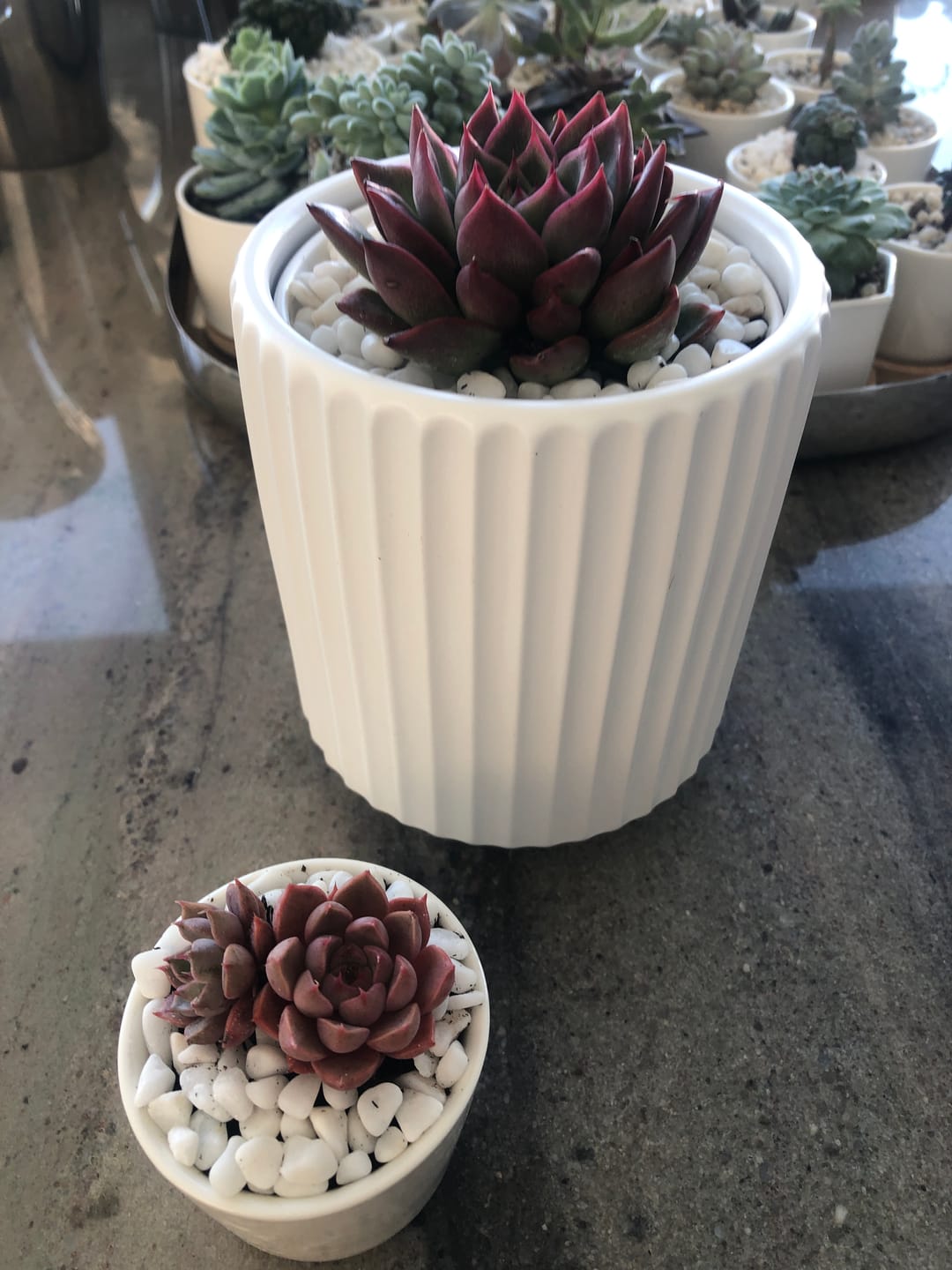 Customer photo review of Echeveria agavoides 'Floridity'