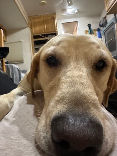 Customer photo review of WagWellies® Mojave