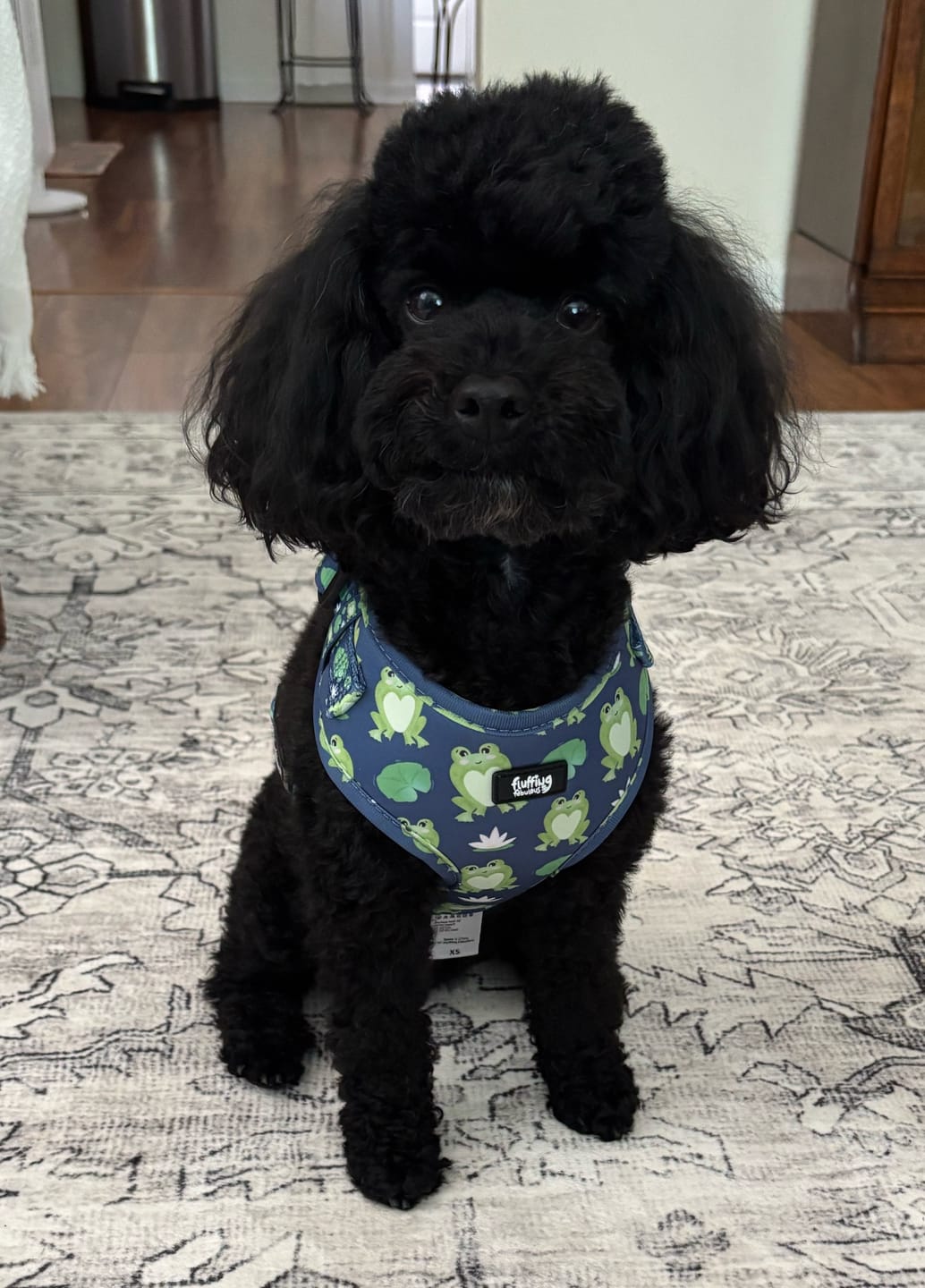 Customer photo review of Adjustable Dog Harness - Frogging Fabulous
