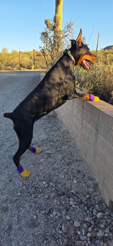 Customer photo review of Leather Dog Booties - Doccasins - 1 pair