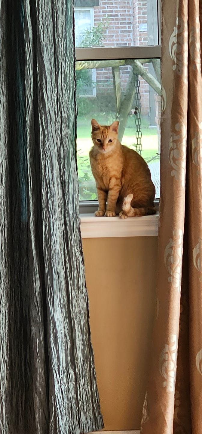 Customer photo review of Cat Itchy Skin & Healthy Coat Remedy