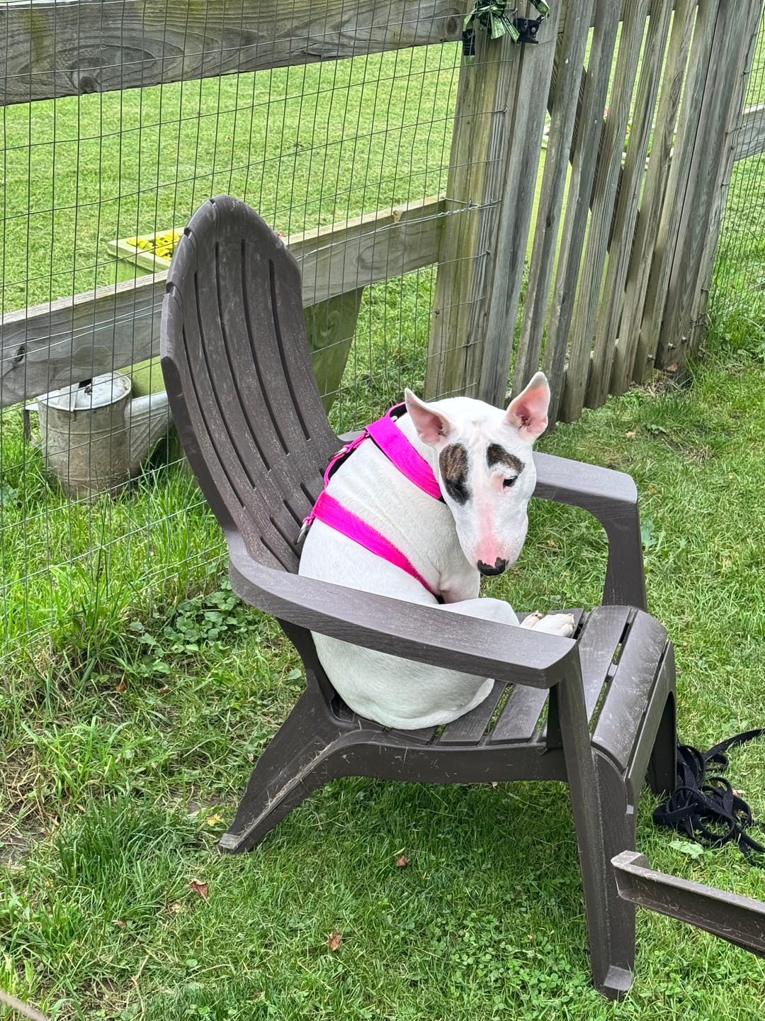 Customer photo review of Training Anti Pull TRI-Harness® | M-XL Breeds - Magenta