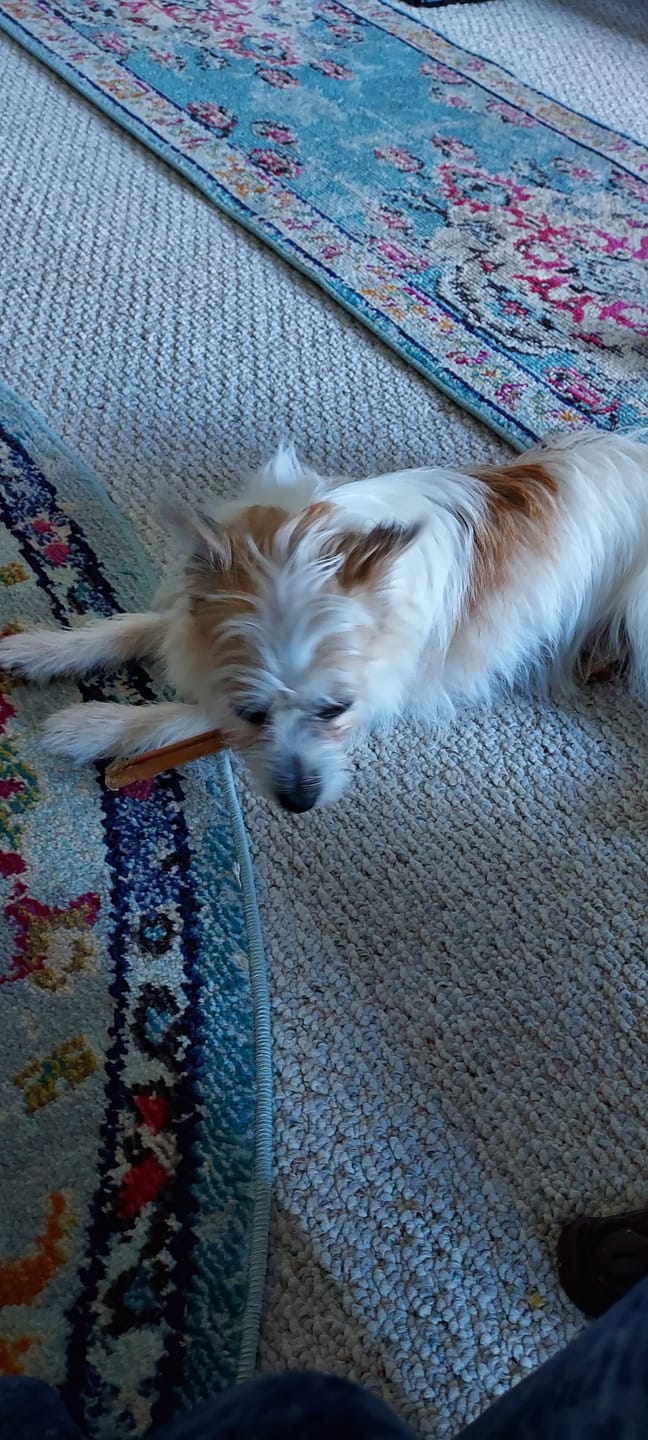 Customer photo review of 12 Inch Standard Bully Stick
