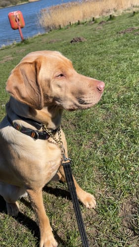 Customer photo review of Flea & Tick Spray with Neem Oil for Dogs & Cats