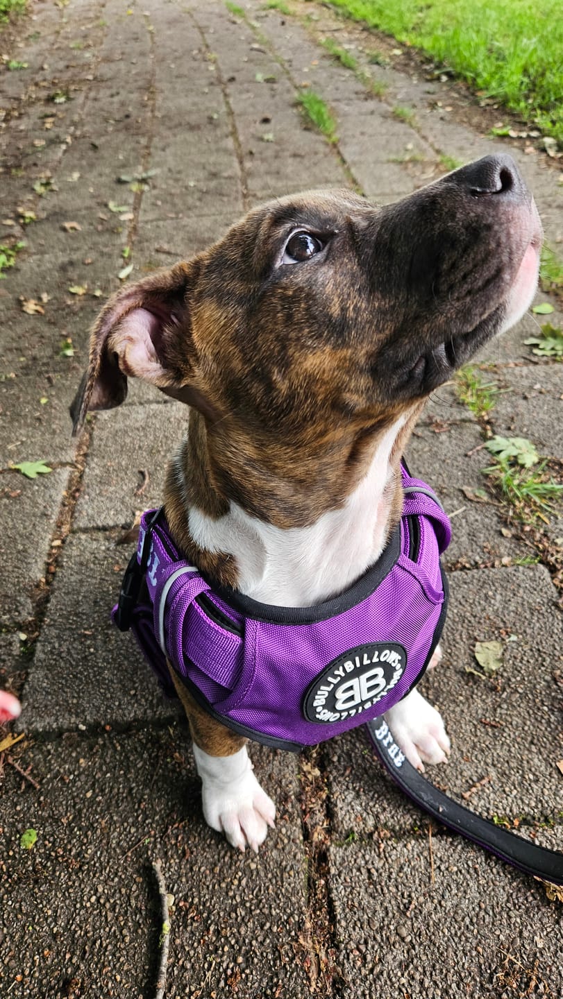 Customer photo review of Comfort Premium Harness | Non Restrictive - Purple