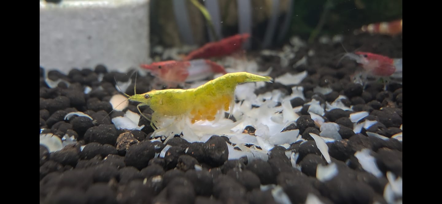 Customer photo review of Neon Yellow Shrimp "NEW"
