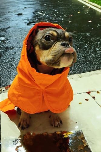 Customer photo review of Breatheshield™ Dog Raincoats