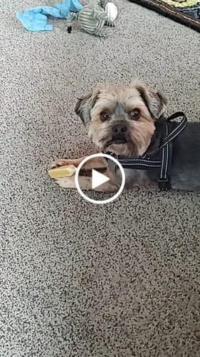 Customer video review of Regular/Unflavored Himalayan Yak Chews | 8-Sizes (for Small to Big Dogs)