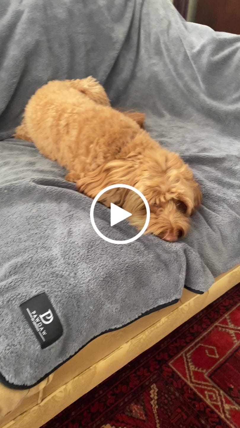 Customer video review of Luxury Throw & Dog Blanket
