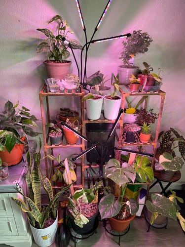 Customer photo review of Houseplant Pest Spray