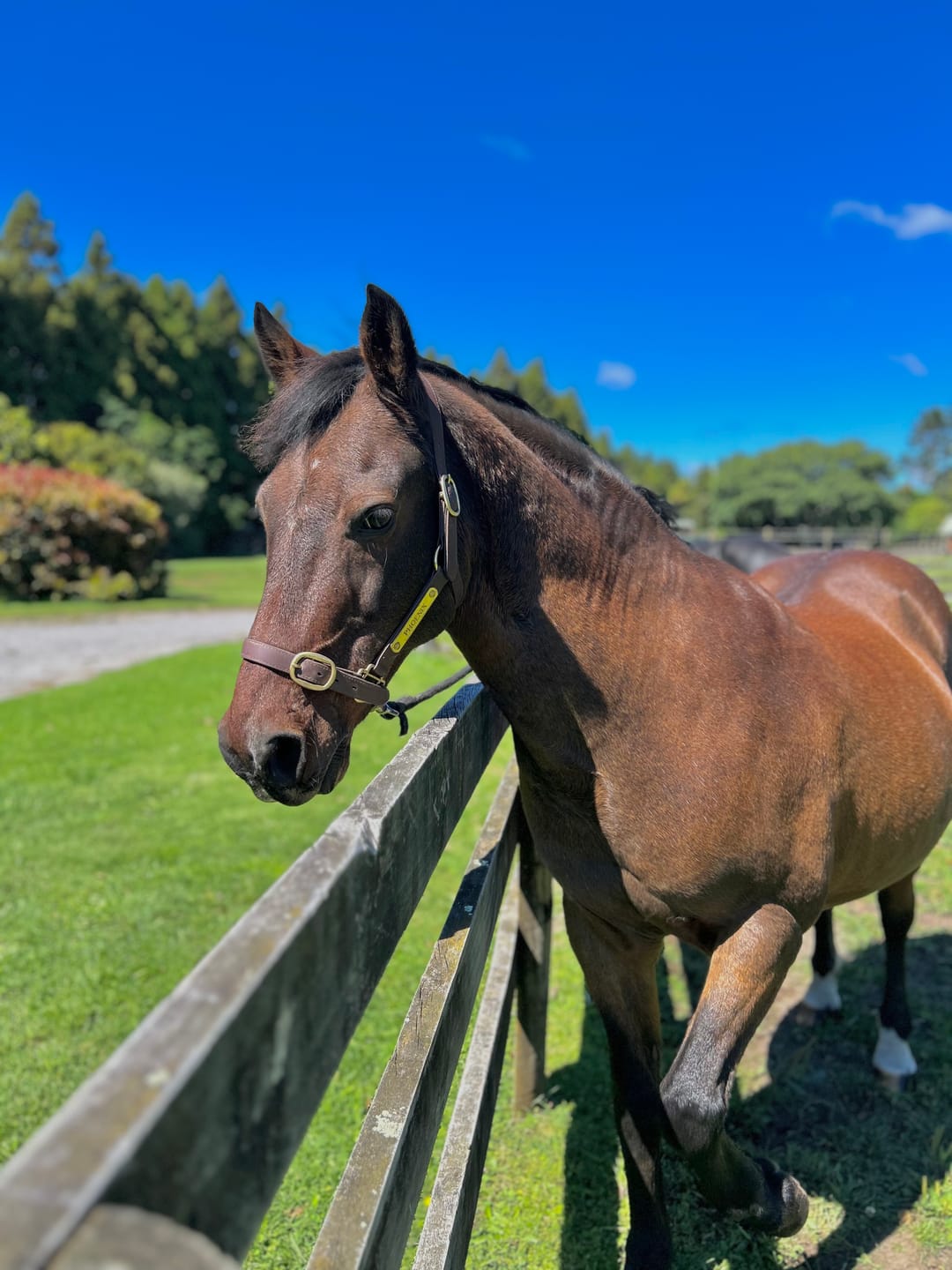 Customer photo review of Digestive EQ - Equine Gut Supplement