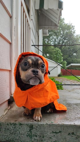 Customer photo review of Breatheshield™ Dog Raincoats