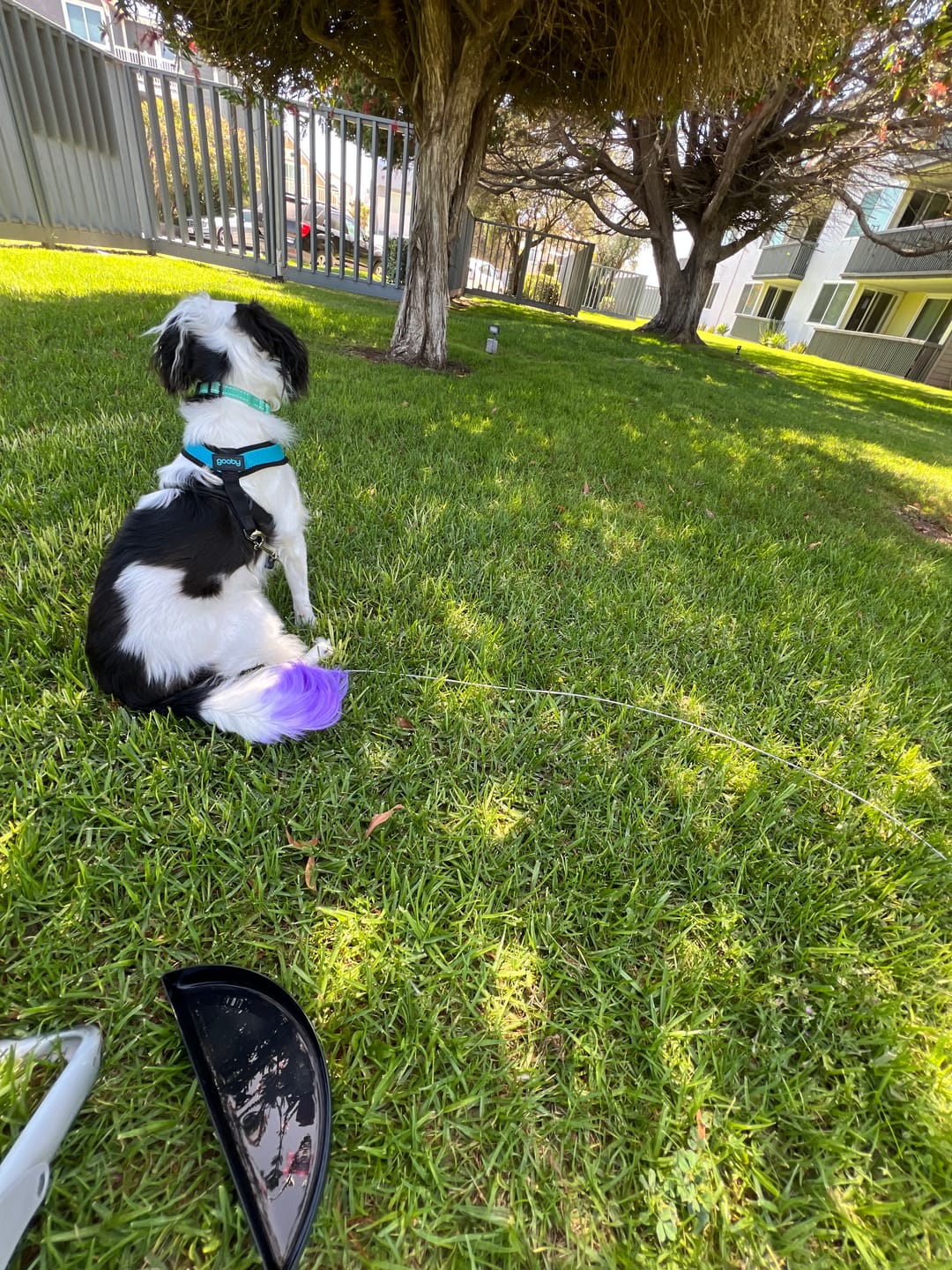 Customer photo review of Pup Stack