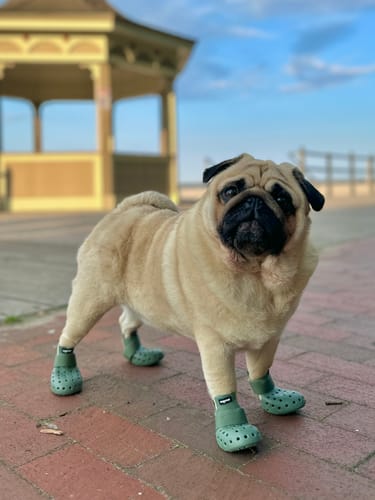 Customer photo review of WagWellies® Mojave