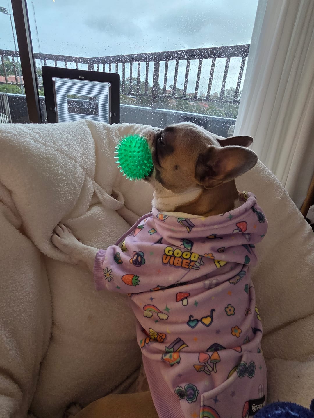 Customer photo review of Good Vibes Dog Hoodie - Purple