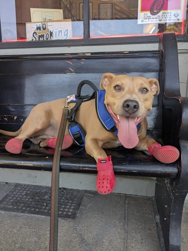 Customer photo review of WagWellies® Mojave