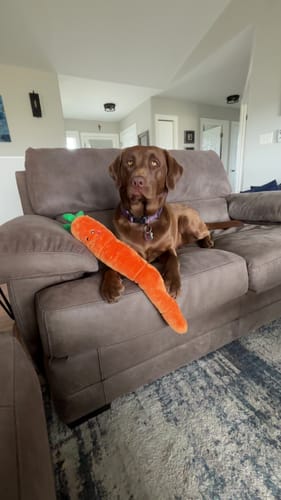 Customer photo review of Itch & Allergy