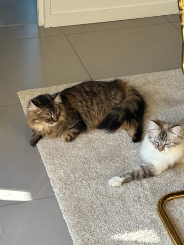 Avis photo d'un client sur Croquettes Chat Stérilisé Sans Céréales - Poulet