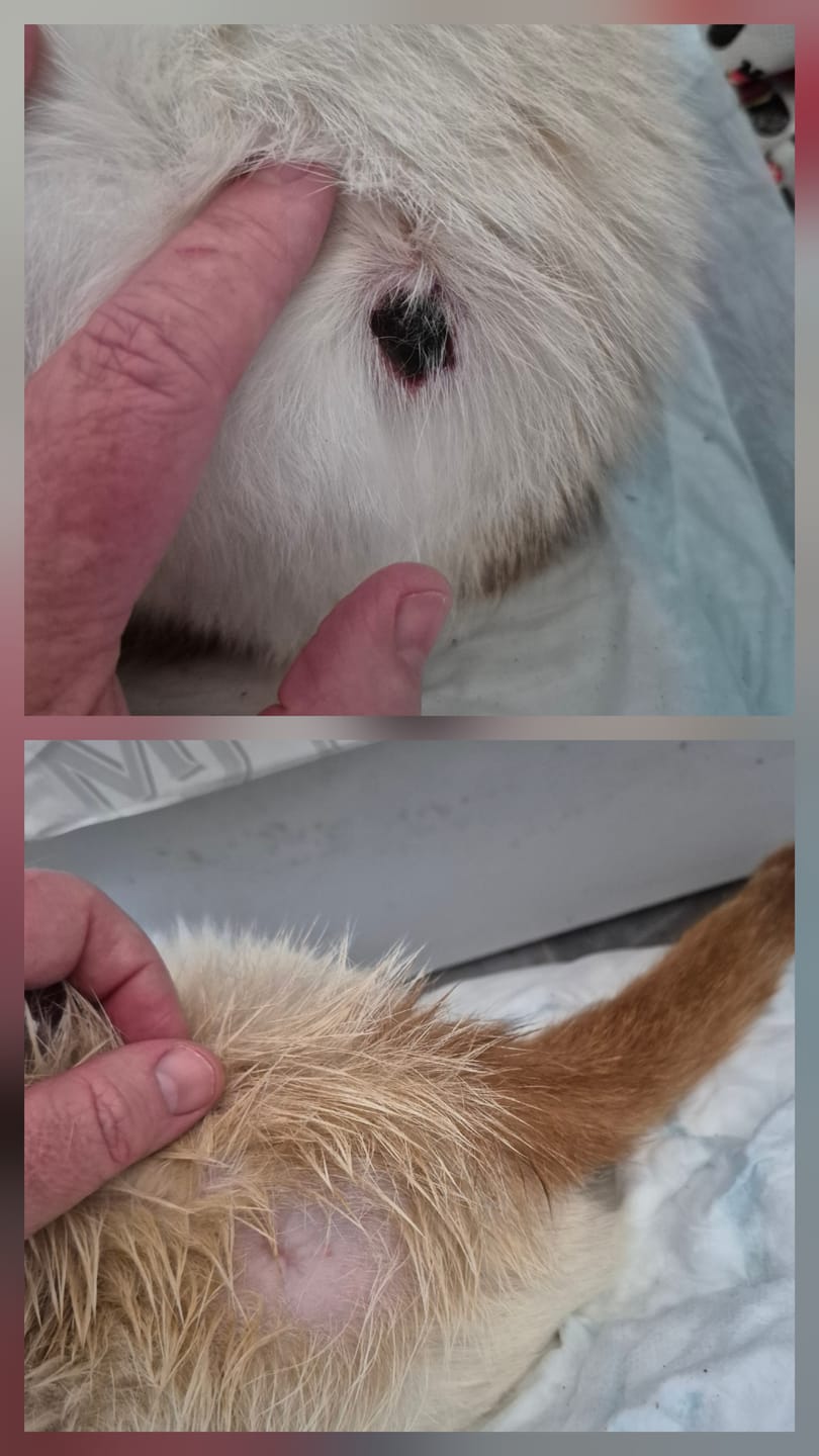 Customer photo review of Cat Skin Rescue Bundle