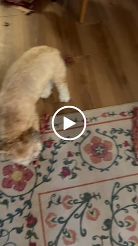 Customer video review of 12 Inch Braided Bully Sticks