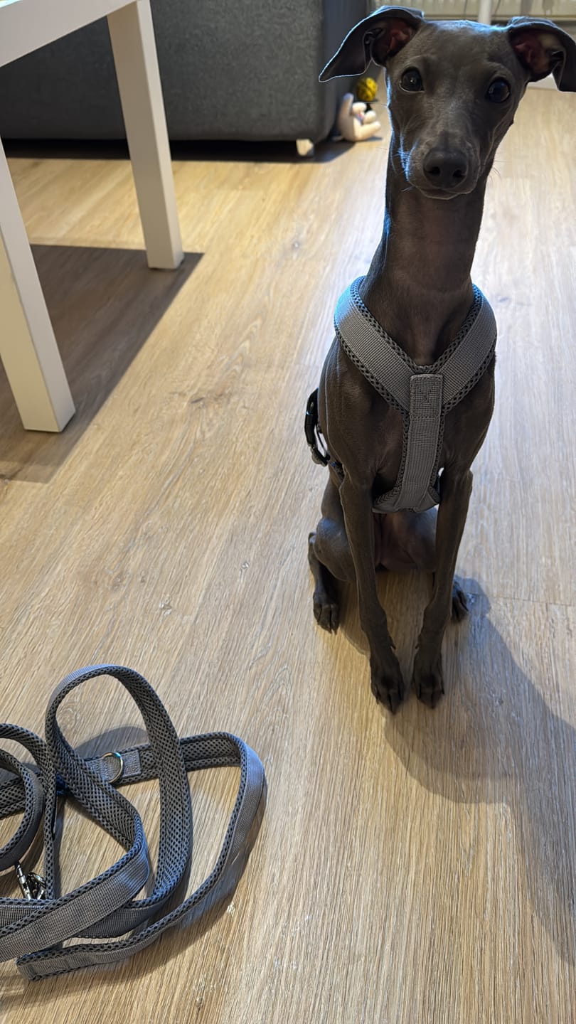 Customer photo review of Windhundgeschirr FUN Welpe/Windspiel "Moon Grey"