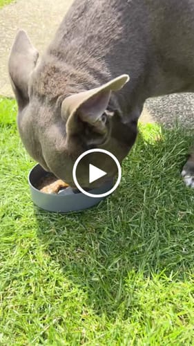 Customer video review of Beef Bone Broth for Dogs