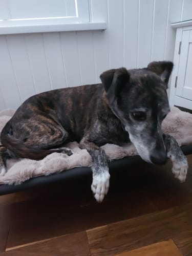 Nicola T. review of HiK9 Bed with Chocolate Mesh Cover image 1 out of 1