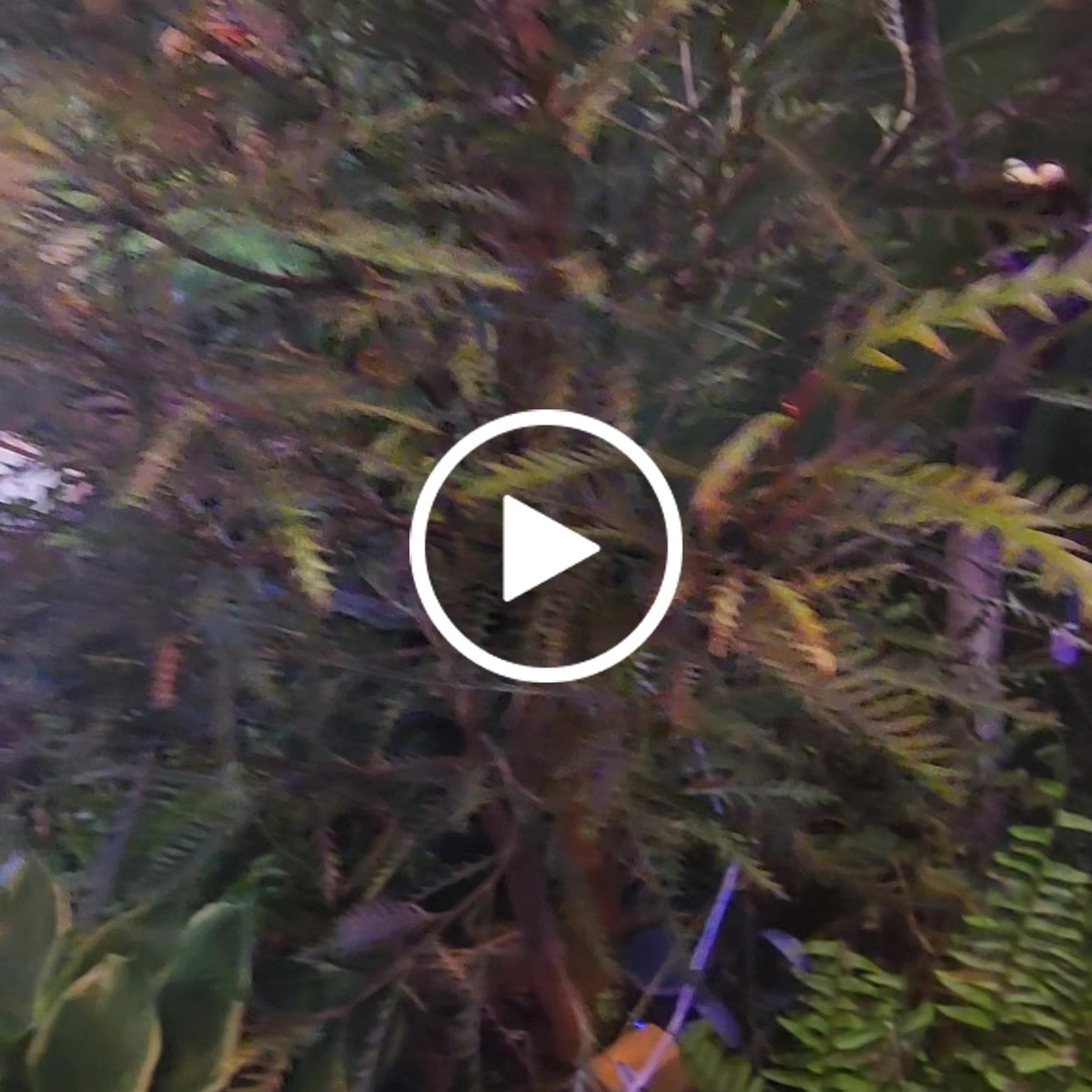 Customer video review of PlantWave
