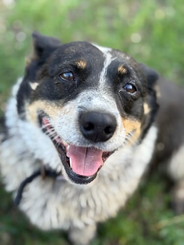 Customer photo review of Hip & Joint