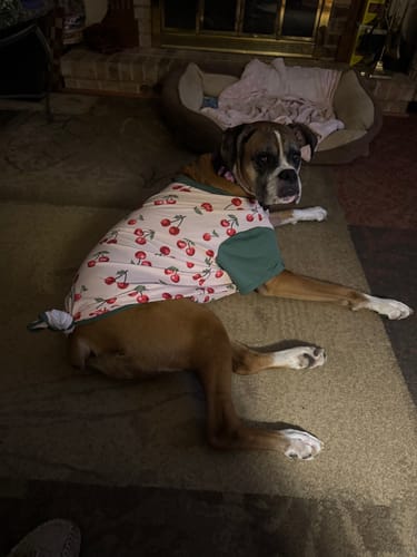 Customer photo review of Sunblock Dog T-Shirt - Fruit Print